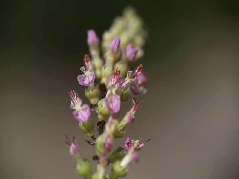 Teucrium siculum / Camedrio siciliano